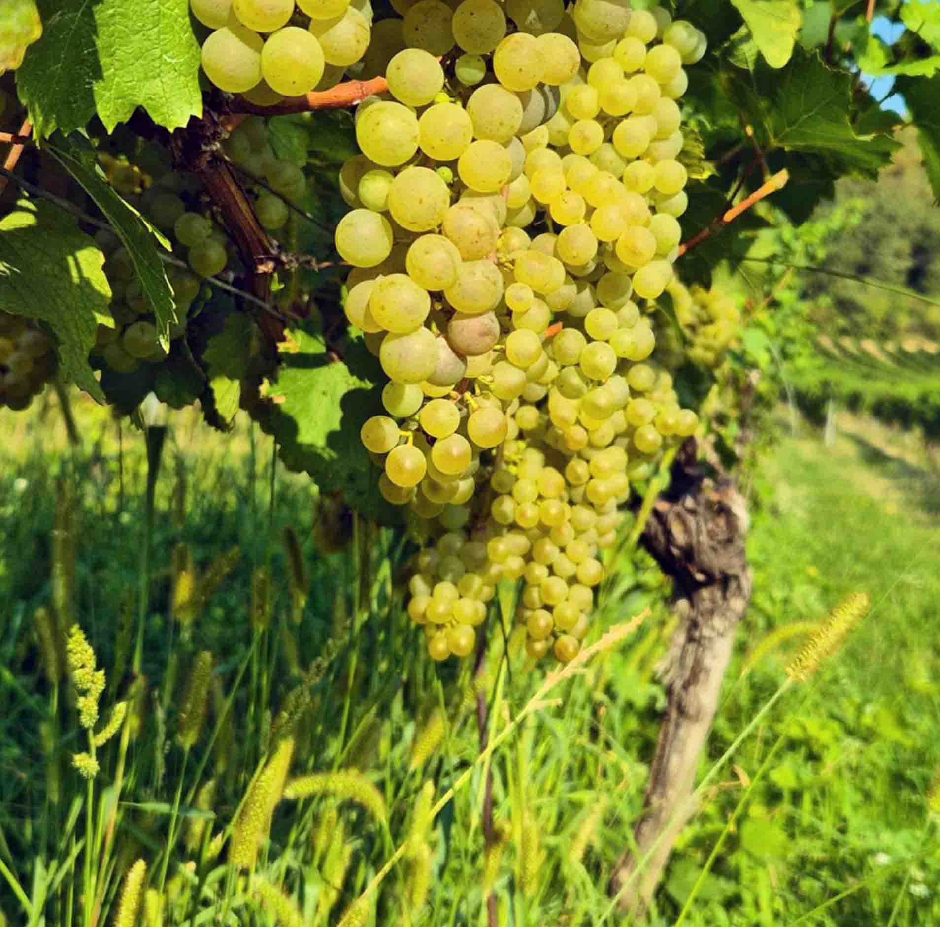 Chardonature